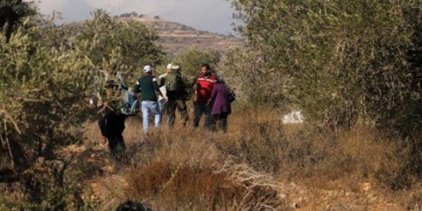 تقرير: خلال عشرين سنة جرى تقطيع نحو نصف مليون شجرة و حقول الزيتون تصارع البقاء