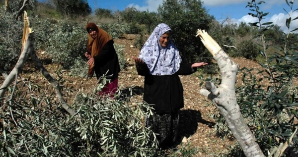 سلفيت.. مستوطنون يقطعون 12 شجرة زيتون في بلدة كفر الديك
