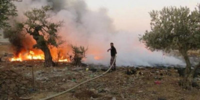 جنين: إحتراق 50 شجرة زيتون جنوب جنين