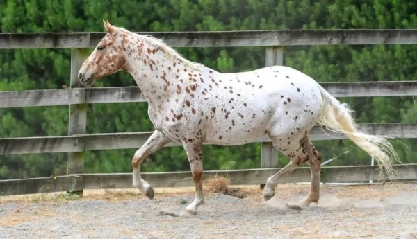 اعتصام لمزارعين ومربي خيول في شتوره اعتراضاً على عدم تسليمهم العلف المدعوم